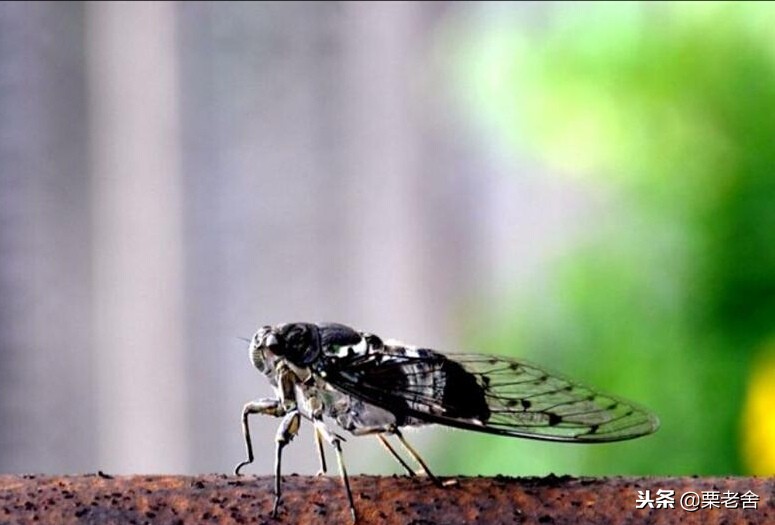 捕蝉技巧15分钟最多抓9斤知了,捕蝉妙招
