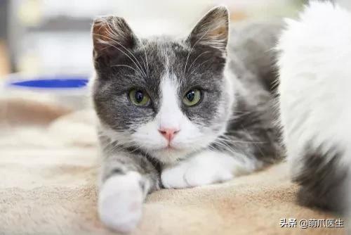 猫咪黑下巴毛囊炎的终极解决办法,猫咪有毛囊炎胡须还能长出来吗