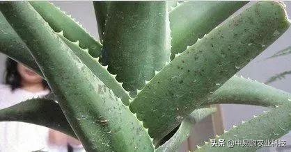 芦荟病害防治方法大全图解,芦荟有哪些虫害