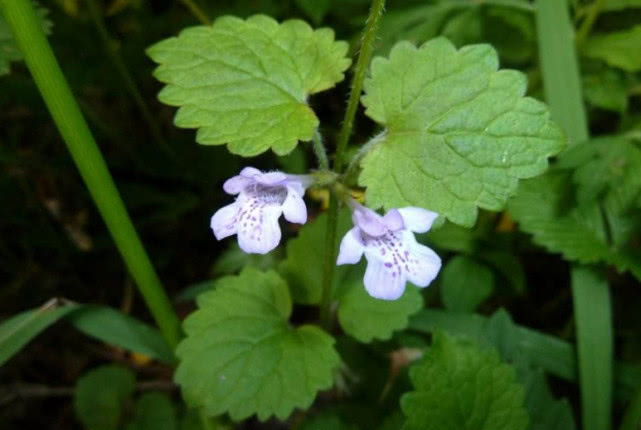 活血丹有哪些药用价值,活血丹有什么药用价值