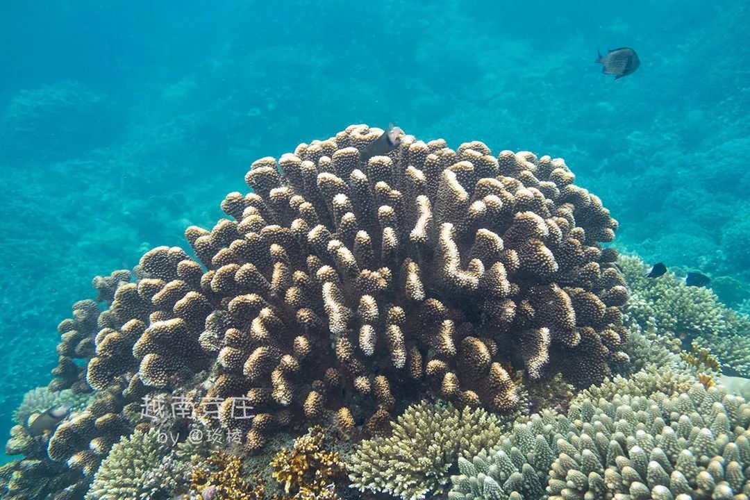 中国可浮潜的海湾,世界最美且可以浮潜十大海滩