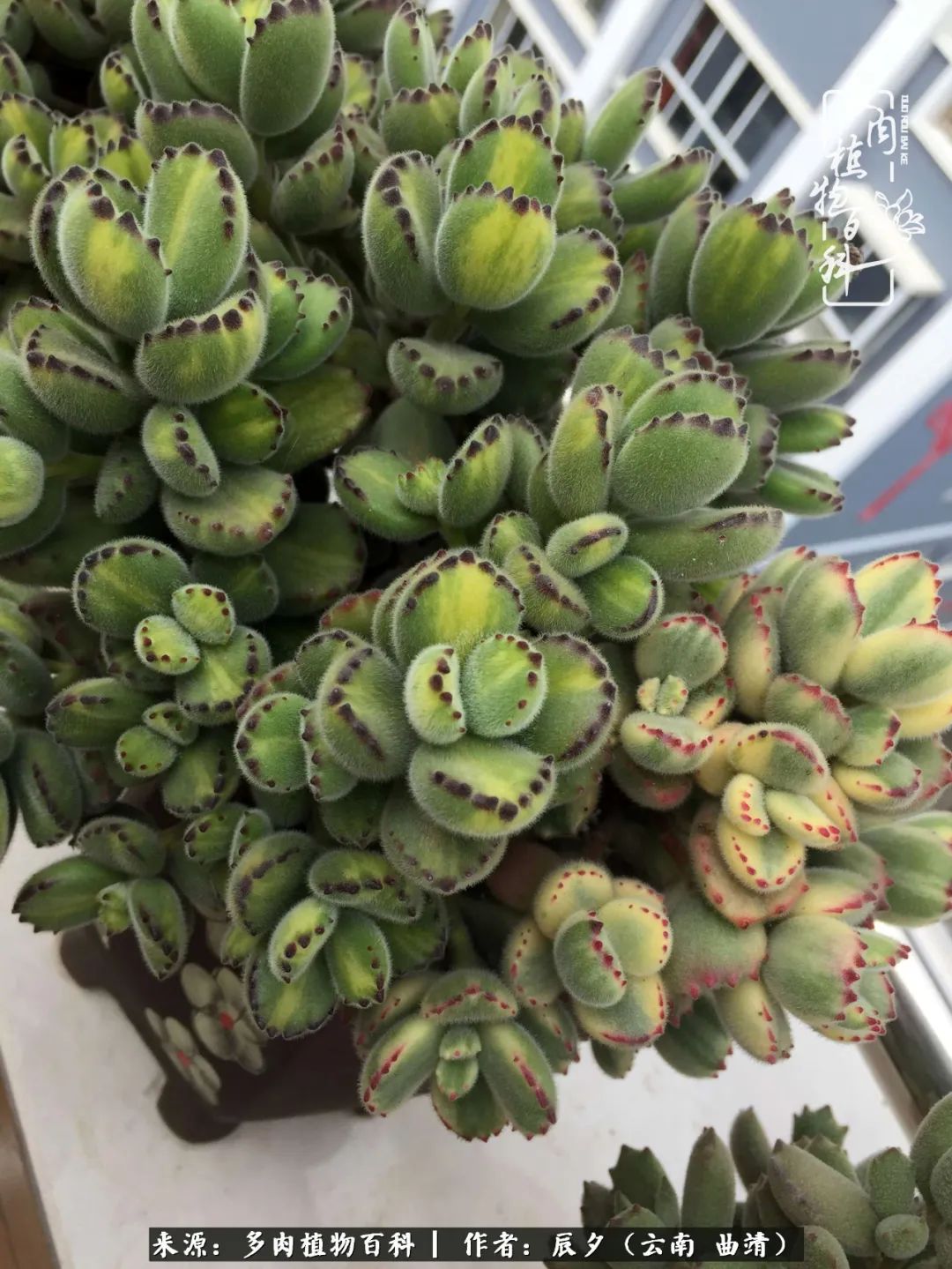 缂辩换鏃栨棊钁宠暏鐢熼,缂辩换鏃栨棊钁宠暏鐢熼鍑哄