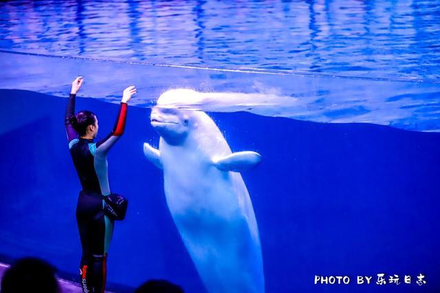 来珠海亲子必打卡景点，人工飘雪海洋动物表演，最适合周末亲子游