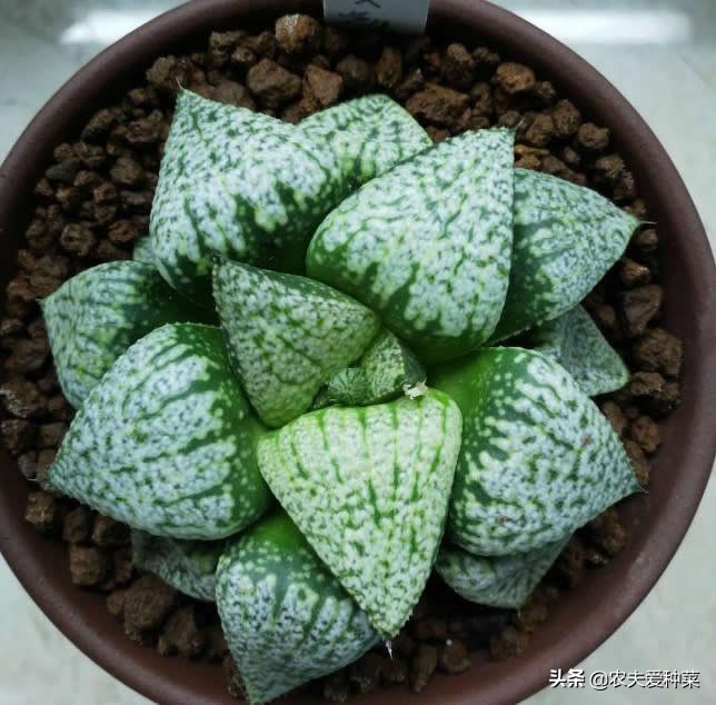 最容易养爆崽的多肉,好养好看容易爆崽的多肉