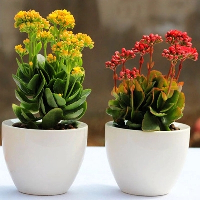 各种盆栽花卉养法,十种常见的绿植养护方法