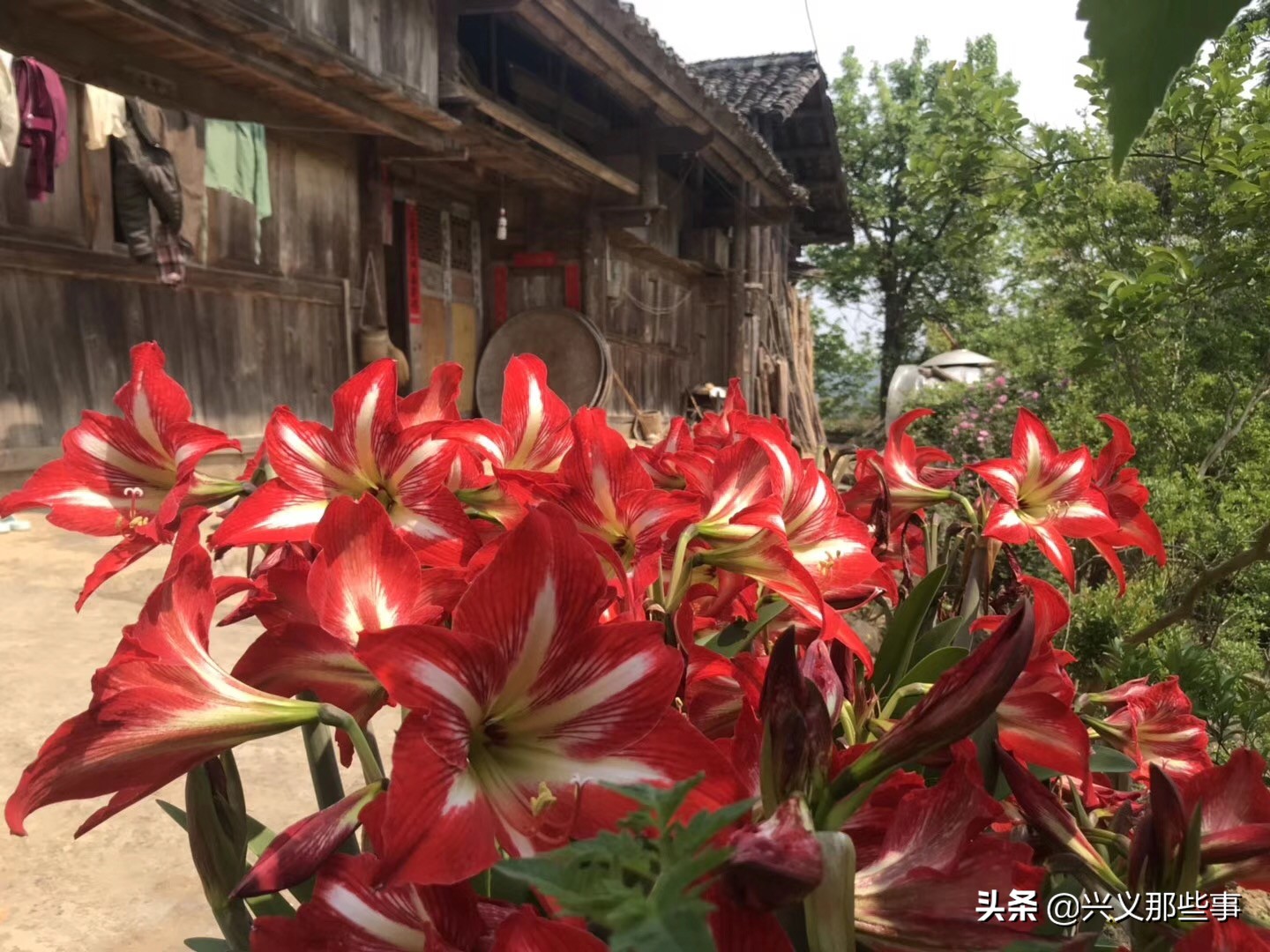 贵州仓更板栗基地地址,贵州板栗在哪里