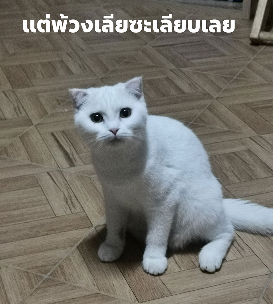 猫涂黄色的药像皮卡丘,泰国姜黄治疗猫皮肤病