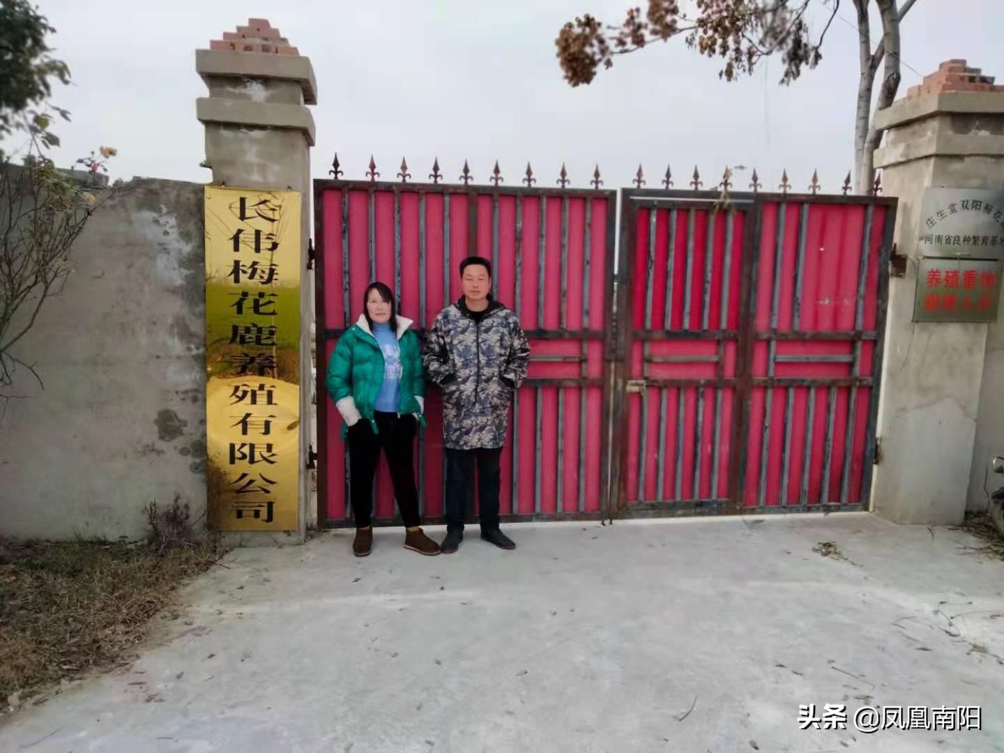 丁长伟梅花鹿养殖,邓州市丁长伟梅花鹿养殖有限公司