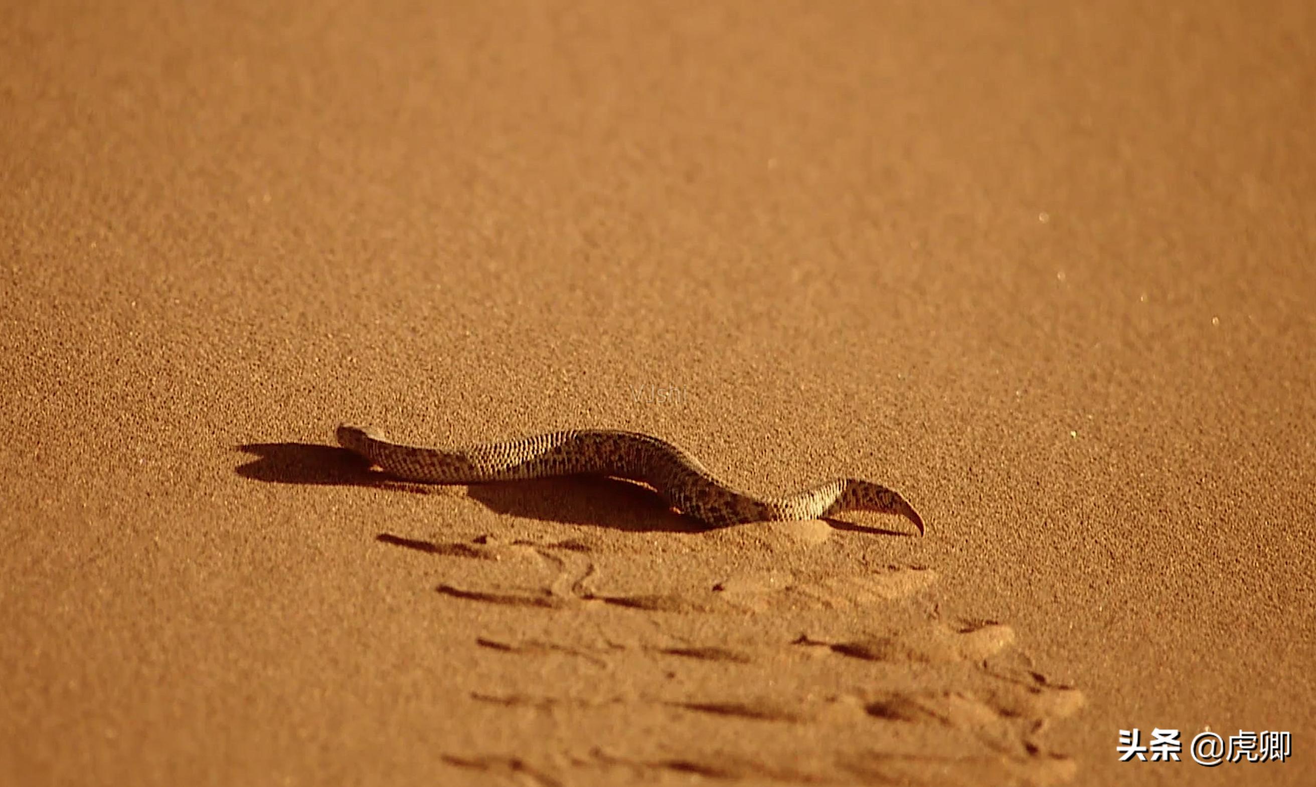 狐獴女王独揽生殖权,生产70子女,女儿篡位后如何处置母亲?