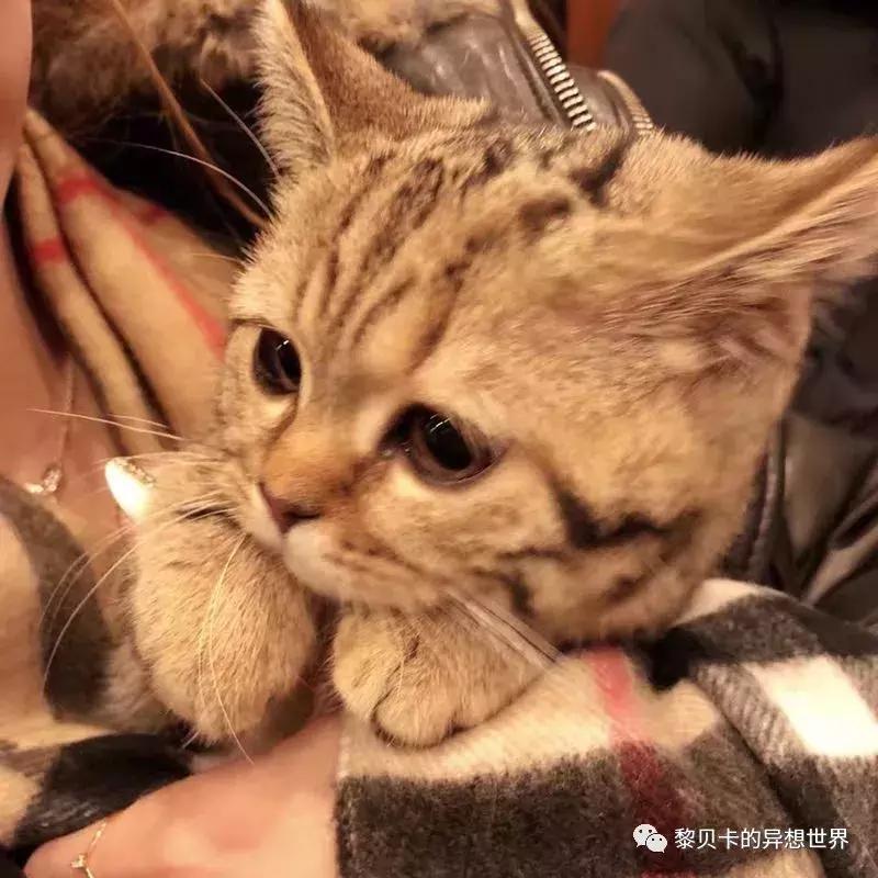 这些东西买的时候好肉痛，用的时候却觉得超值！