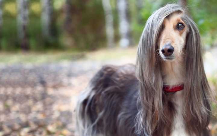 最聪明的十大狗狗品种介绍,史上最全的狗狗品种记得收藏