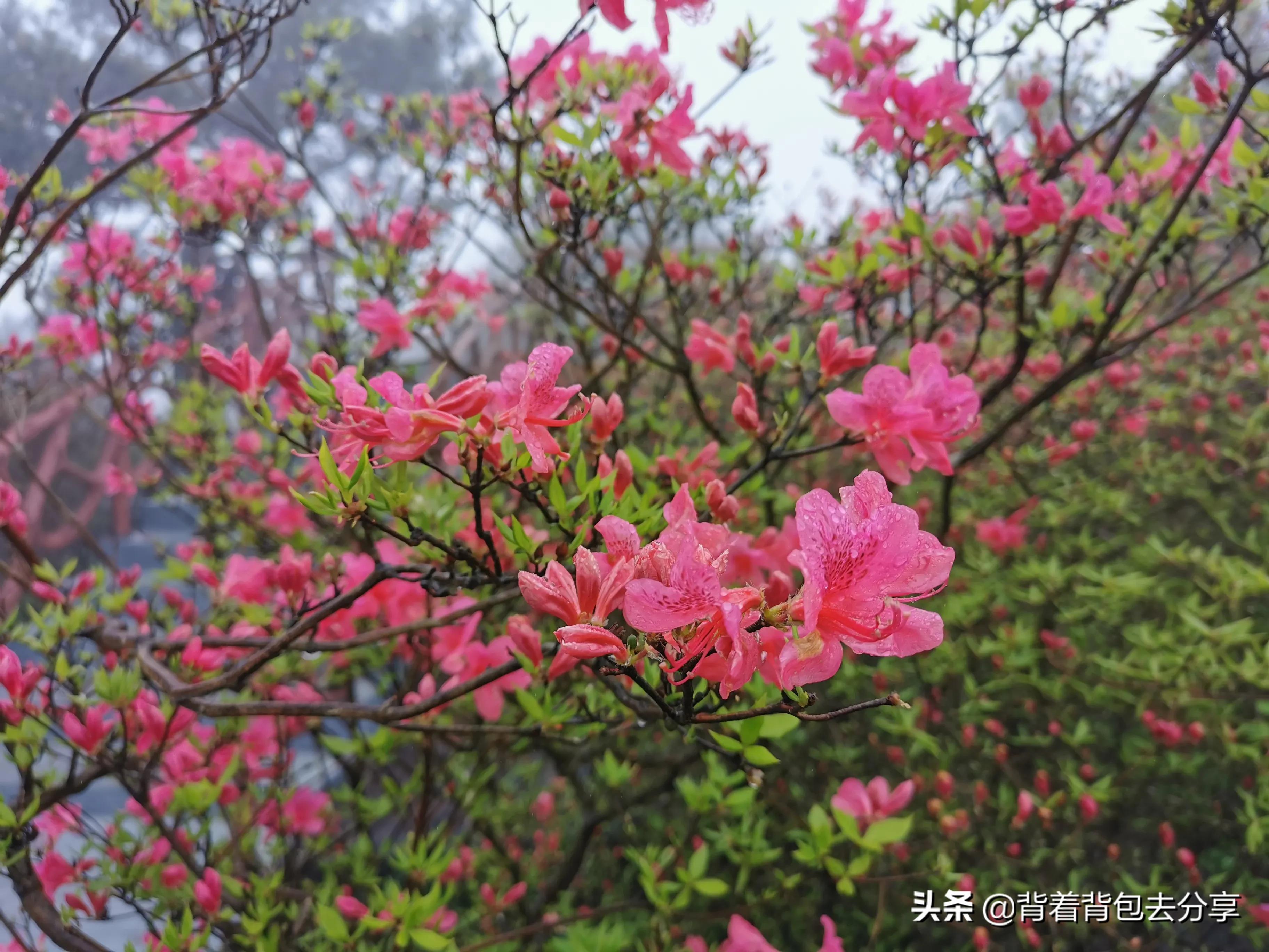 麻城龟峰山古杜鹃,面积最大的杜鹃花景区