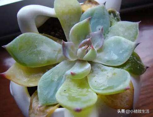 多肉植物有枯叶怎么办呢,多肉植物的枯叶要摘了吗