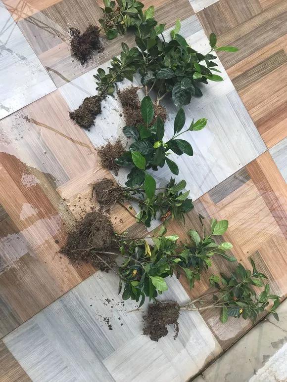 发现植物有烂根如何处理,发现植物有病害什么时候去治