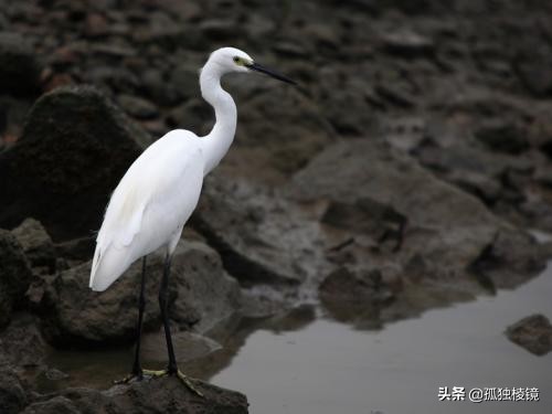 白鹭拍摄测光曝光技巧,白鹭的拍照技术