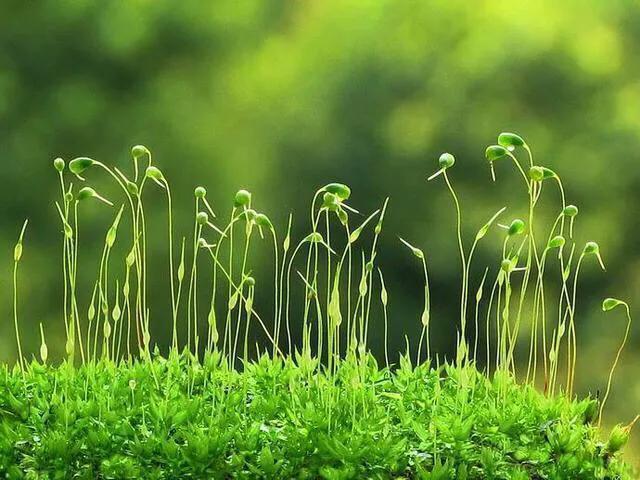 苔藓植物怎么养护,苔藓怎么养才是最好的