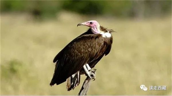 走青藏线翻越唐古拉山来到拉萨,西藏工布江达县的山脉