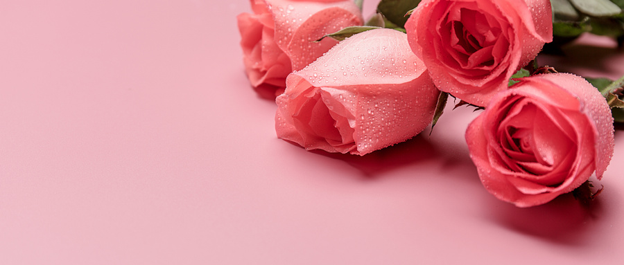 培育玫瑰花非常麻烦,还要在花朵上套上网套,这是为何