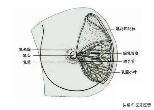 关于女性乳腺增生的有关小知识