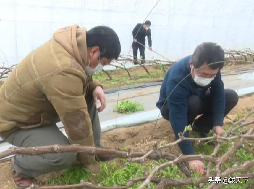党员齐上阵抗疫保生产,沿滩党员干部奋战一线抗疫保春耕