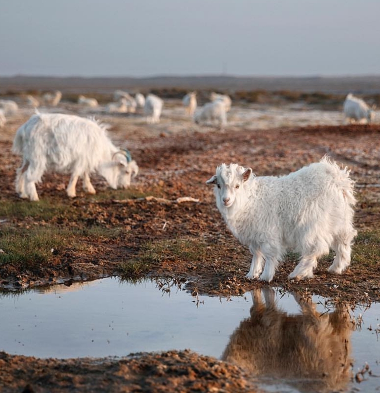 什么样的价格才能买到真的羊绒衫,几百块羊绒和几十块羊绒衫的区别
