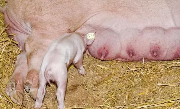 母猪产后要打几针消炎针,母猪产后消炎一天打几针