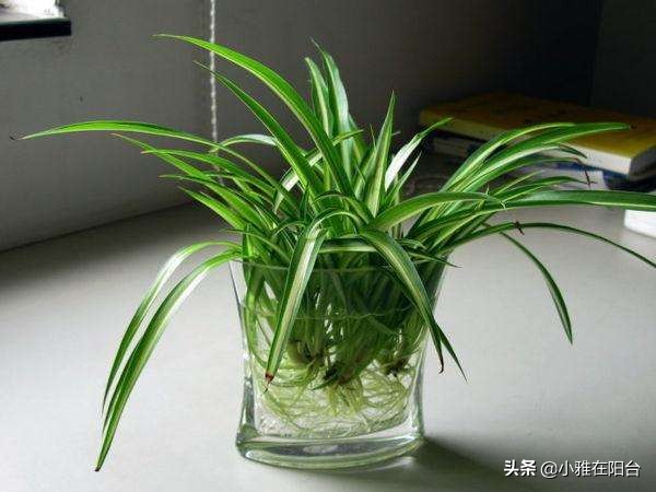 水培吊兰最好养的方法,水培吊兰怎么养才能更旺盛小妙招