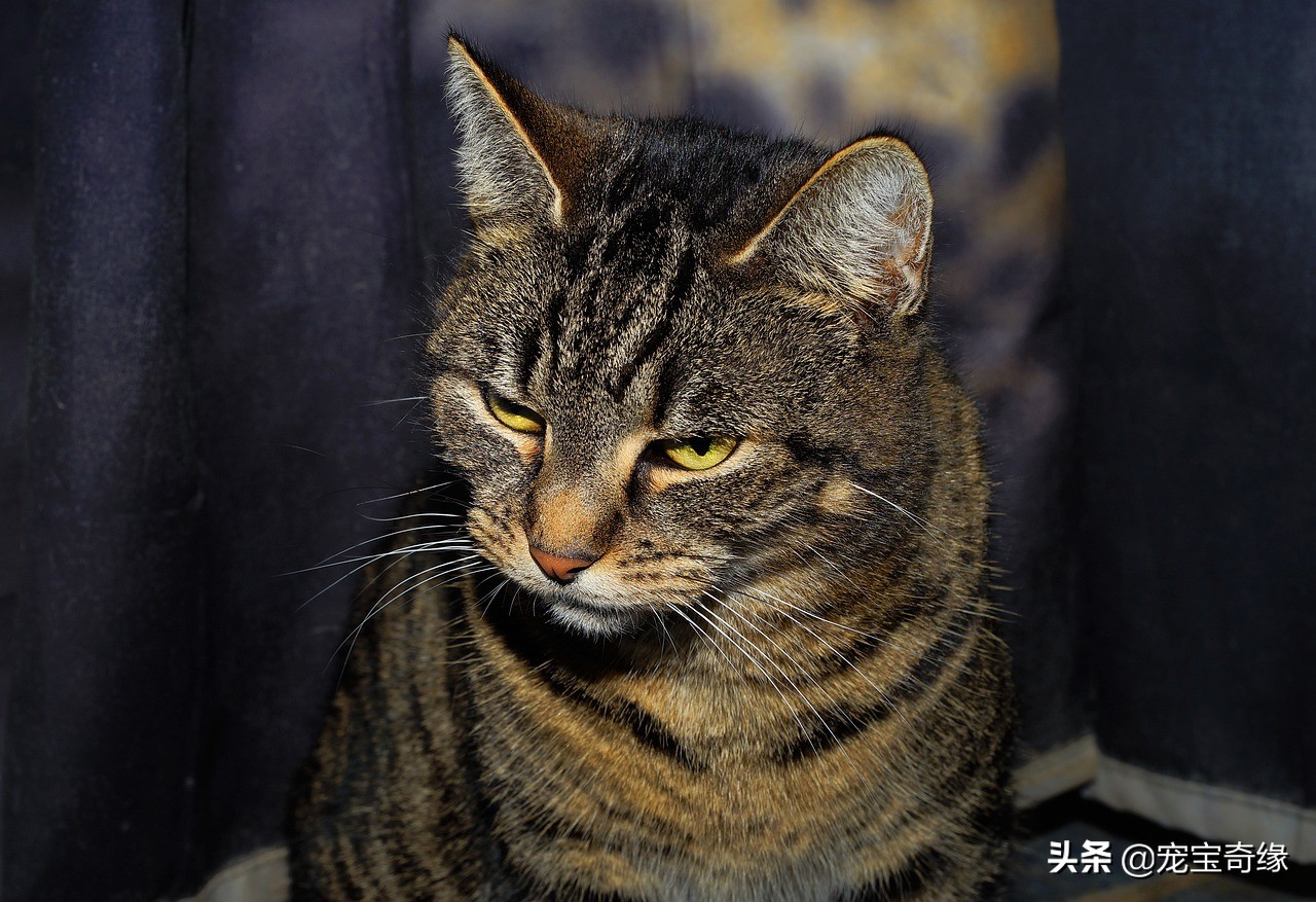 有这几个特征的猫咪真的值得养,这5种出了名的猫咪有你想养的吗