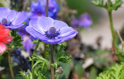 盘点世界各国国花你最喜欢哪种,盘点各国国花