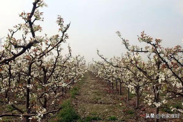 濮阳县各乡镇地名由来,濮阳最早出现的地名