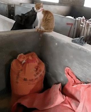 好不容易养大的猫被猪拱了,猫为什么喜欢被猪拱