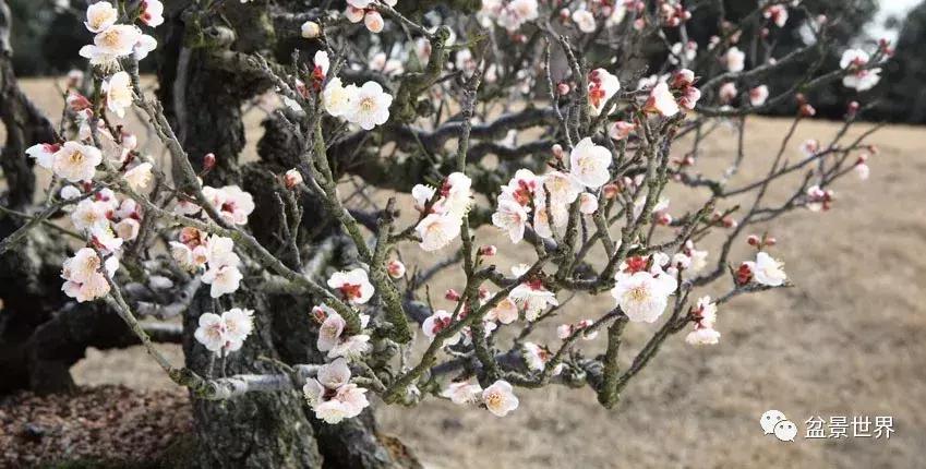 走进韩国思索之苑，这里算得上世界最美的庭园吗