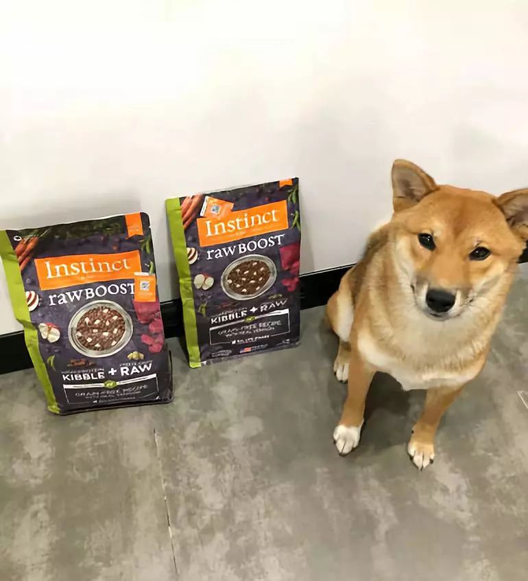 家有狗子,家有狗子视频完整版