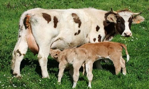 犊牛消化不良的症状与治疗,犊牛消化不良会引起哪些症状