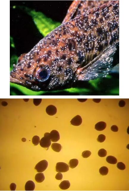 水产镜检虫图片,水产养殖常见虫类图