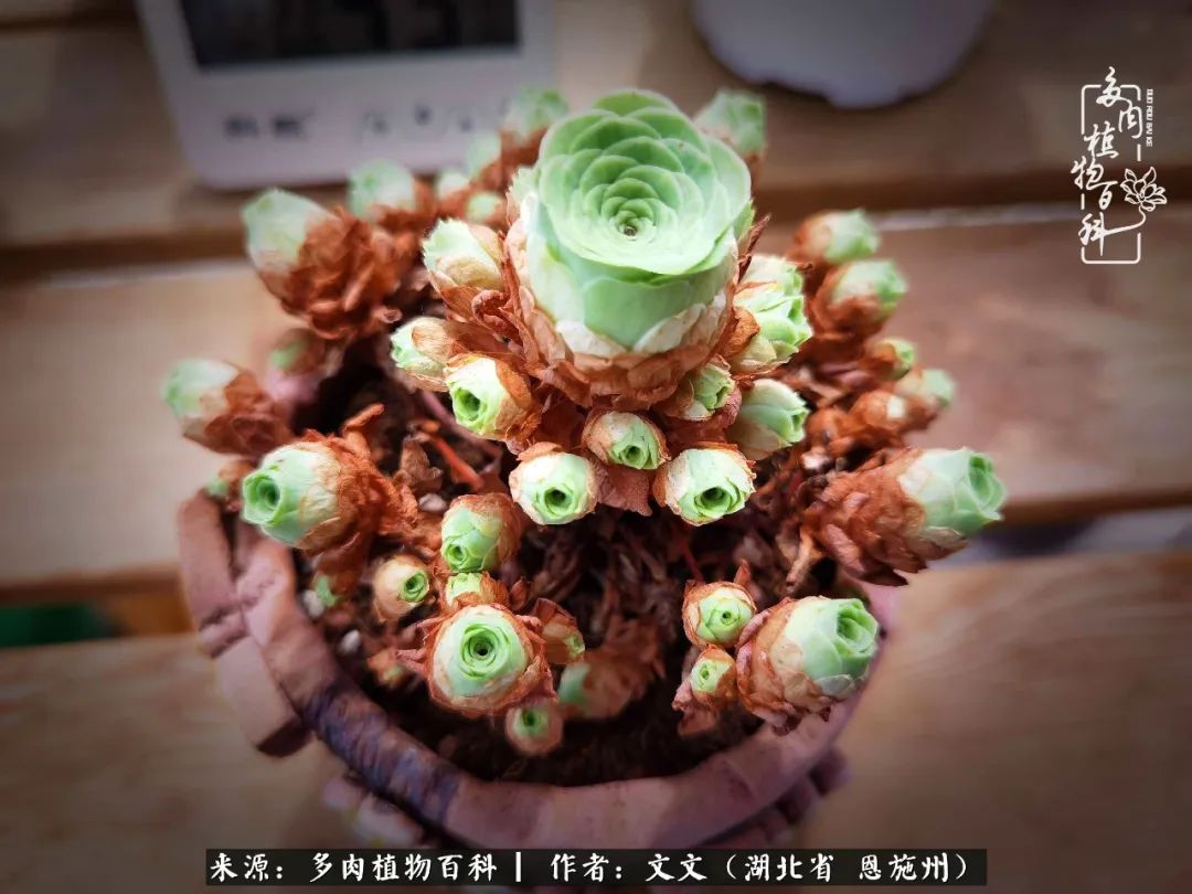 夏季多肉花园图片,初夏多肉花园