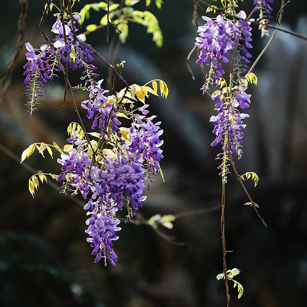 哪些植物适合碱性土养,喜碱性土的花卉有哪些