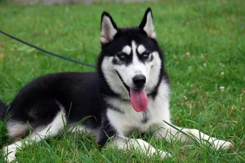 带有铲屎官期望的宠物名字,铲屎官叫猫咪的名字