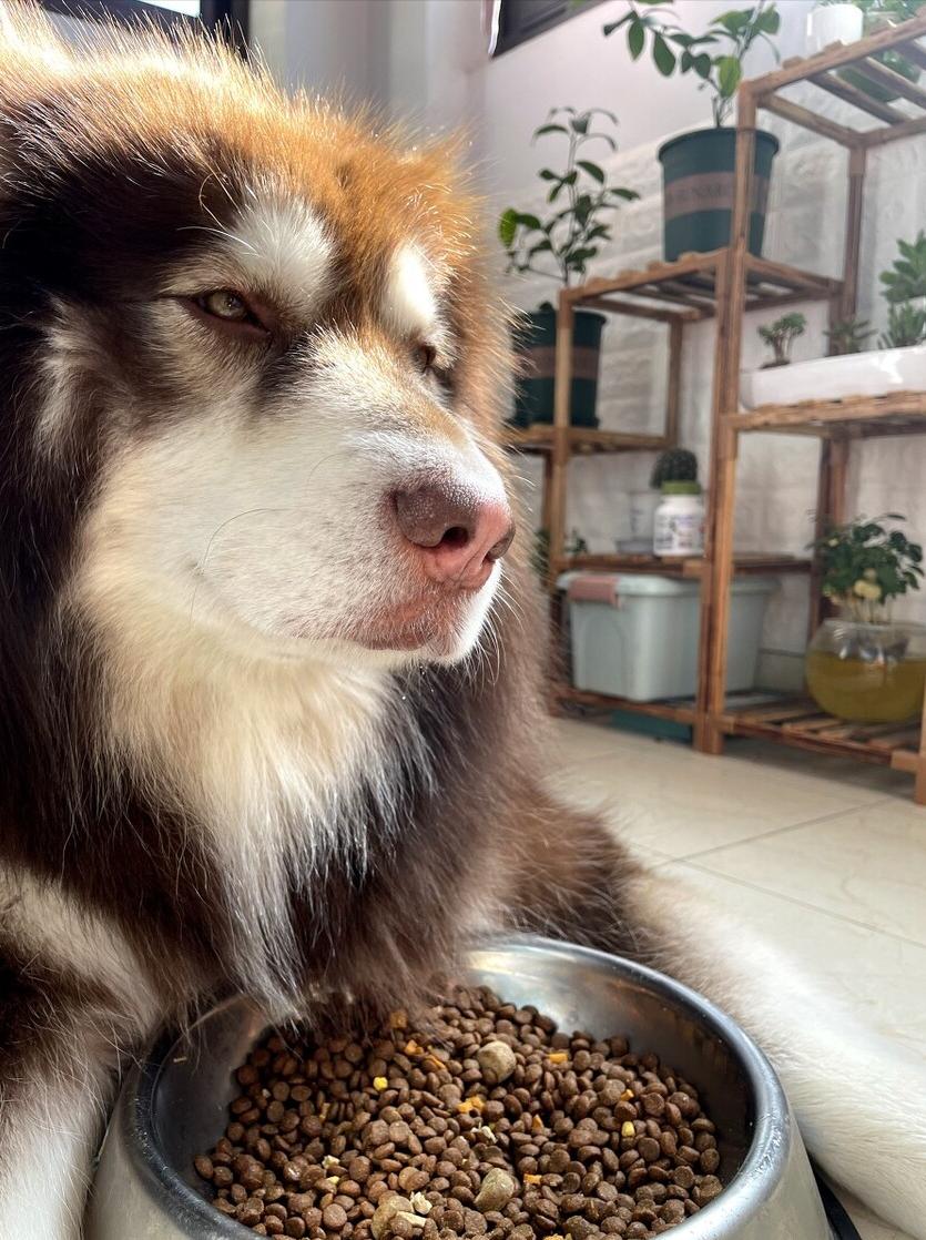 网易严选中大型犬狗粮,大型犬小型犬通用狗粮