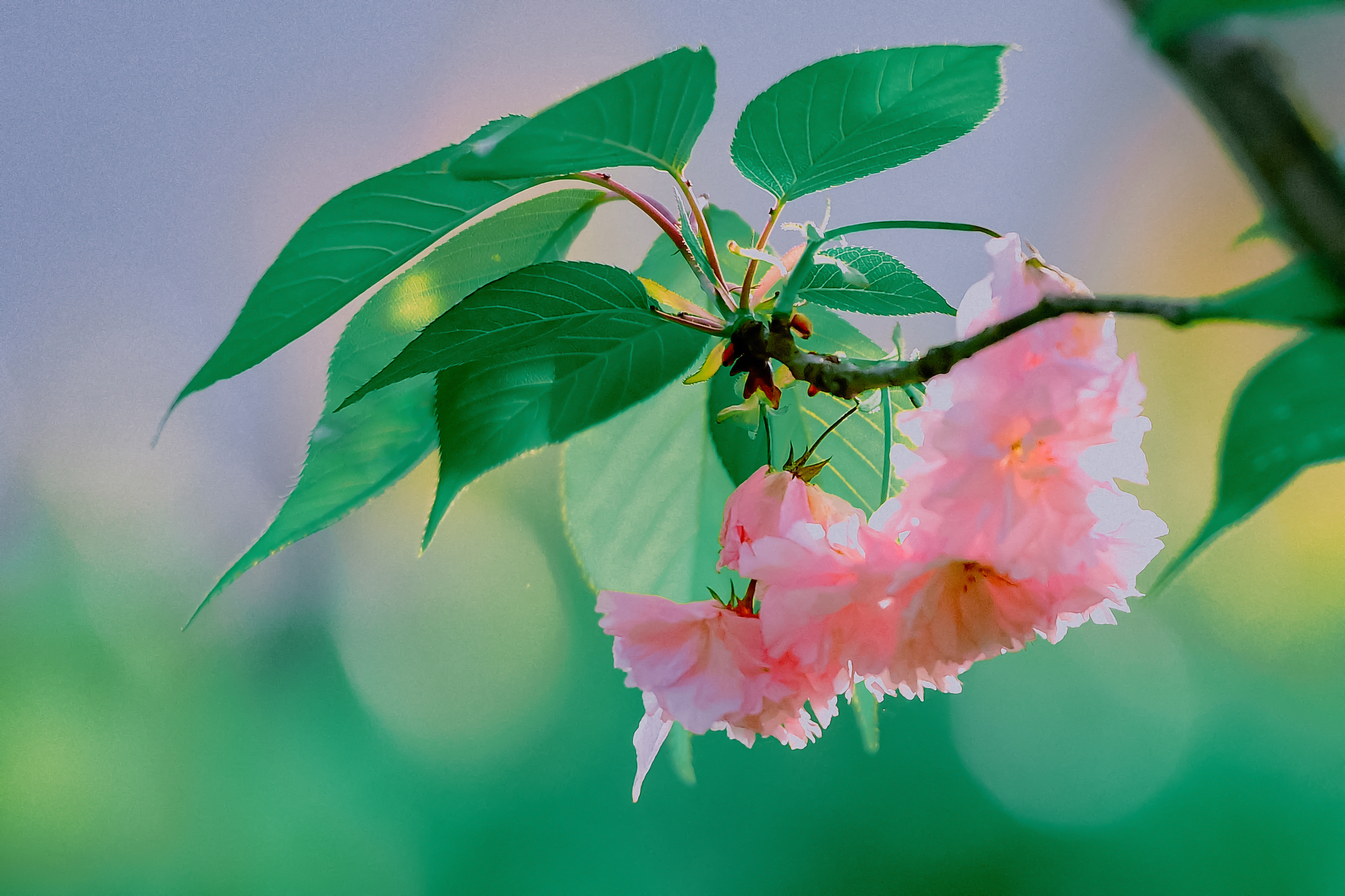 水彩花卉桃花技法,单花樱花怎么拍好看