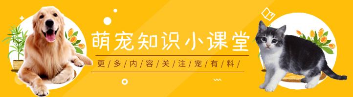 狗狗屁股蹭地面,狗狗屁股蹭地会不拉屎吗