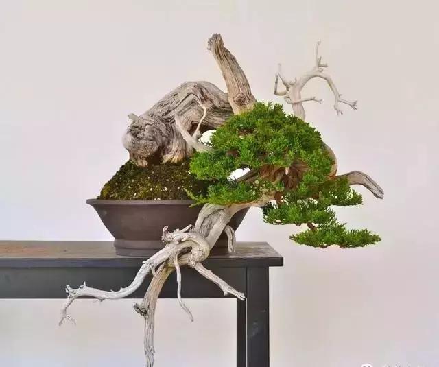 盆景的剪枝方法和技术,黑松盆景剪枝为什么不能一次到位