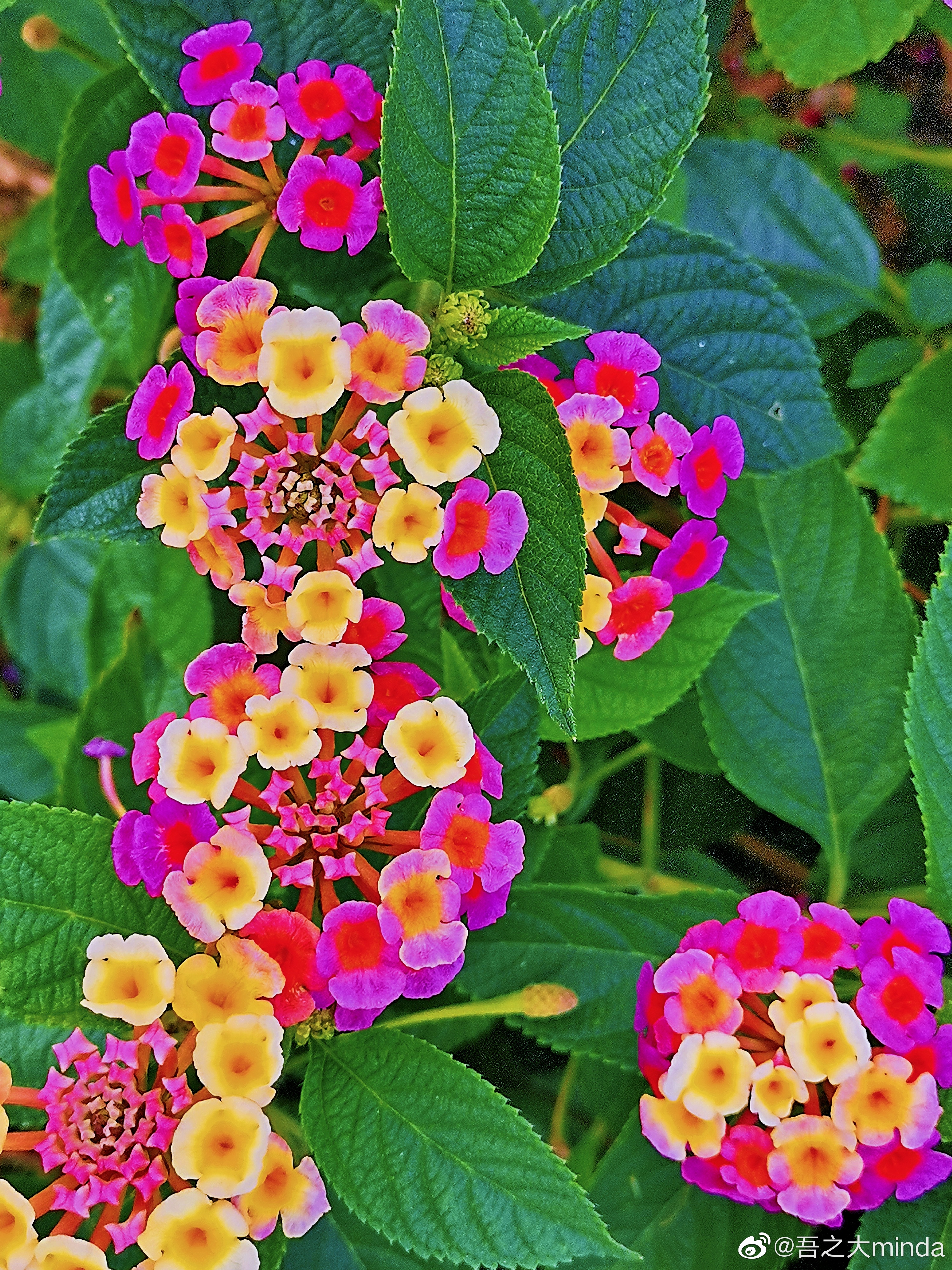 梧桐山下幽径,梧桐山下清风明月