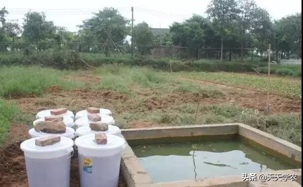 花生麸肥的正确使用,花生麸肥能用多久