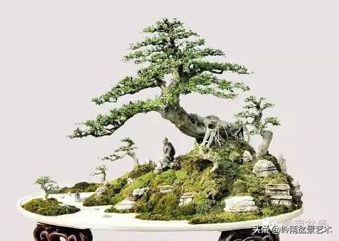 室内十大盆景名贵树种排名,十大盆景名贵树种排名火棘