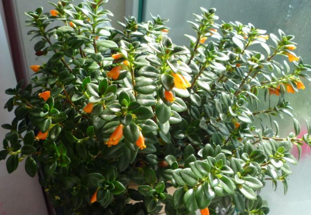 金鱼吊兰怎么养才开花图片,金鱼吊兰怎样养才开花图片