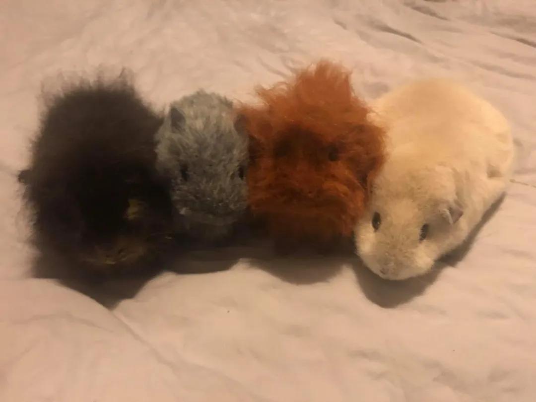 一群母豚鼠混入一只公豚鼠后：生几十只鼠崽，铲屎官年入几十万