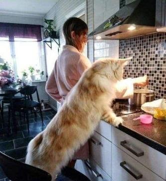 温柔的缅因猫巨人,神仙颜值般的猫咪缅因猫