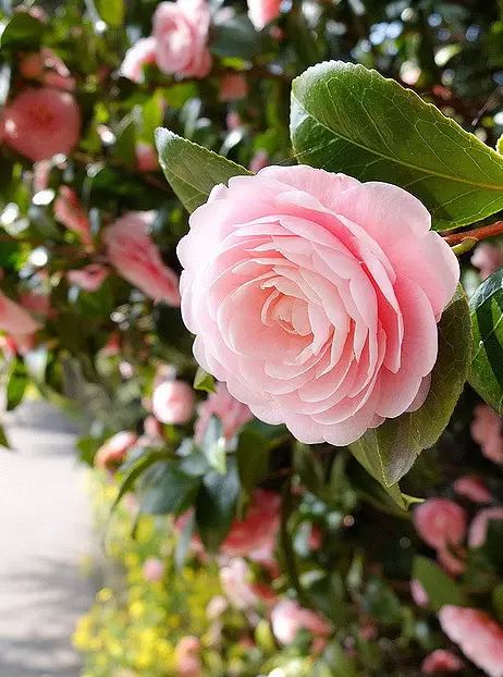 中国十大名花惊艳千年,中国十大名花美极了