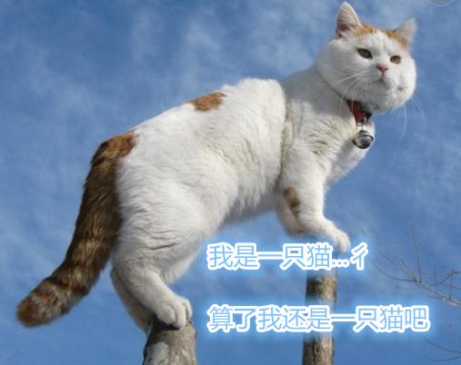 魔兽世界德鲁伊为什么是孤儿,魔兽世界德鲁伊用哪个好